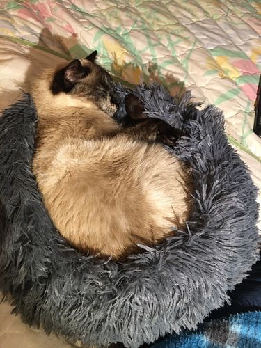 Customer photo review of Coussin anti stress pour chien & chat | Original | Piloute™