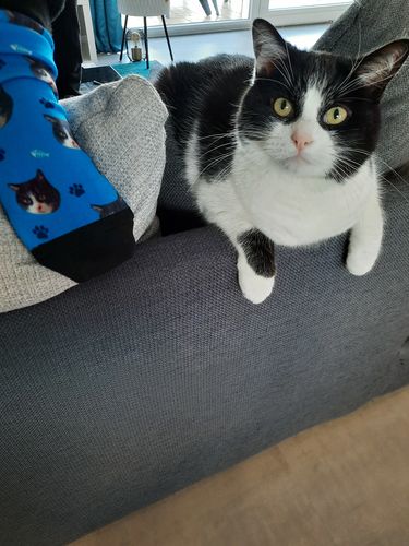 Customer photo review of Chaussettes Personnalisées Animal