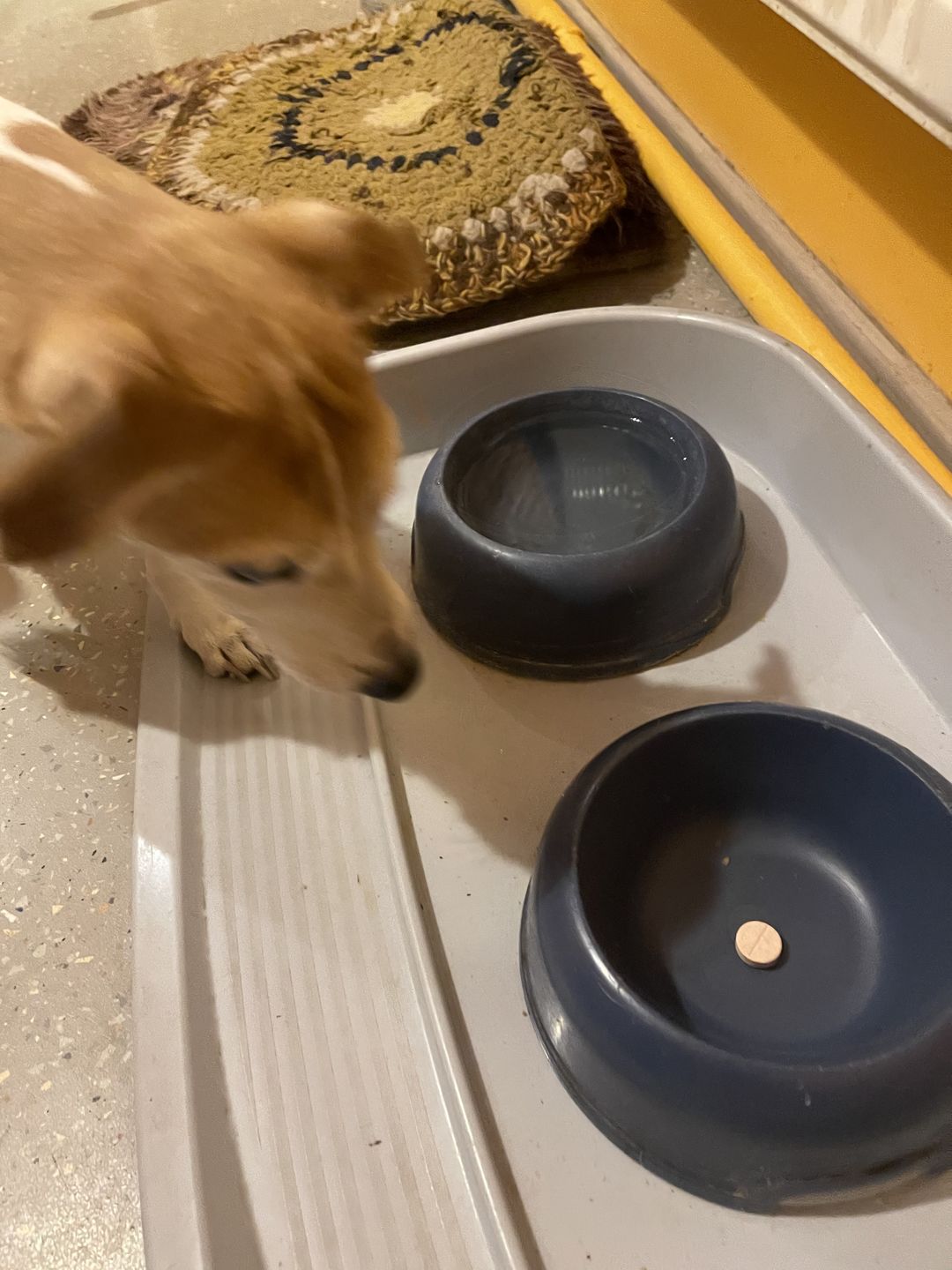 Customer photo review of ActiVET® - for Dogs' Joints and Bones