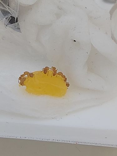Customer photo review of Protein Jelly 16g (Random Flavour)