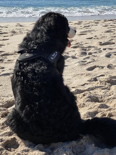 Customer photo review of Pfotenlove - Personalisiertes Sicherheitsgeschirr – Premium Ausgabe