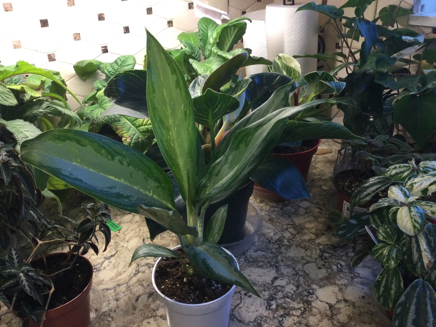 Customer photo review of 4" Aglaonema White Rain