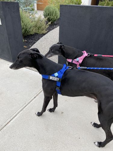 Customer photo review of DF Co. Pink Dog Harness