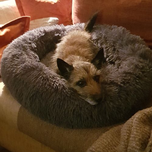 Customer photo review of Puppery Kuschelbett - Das Original