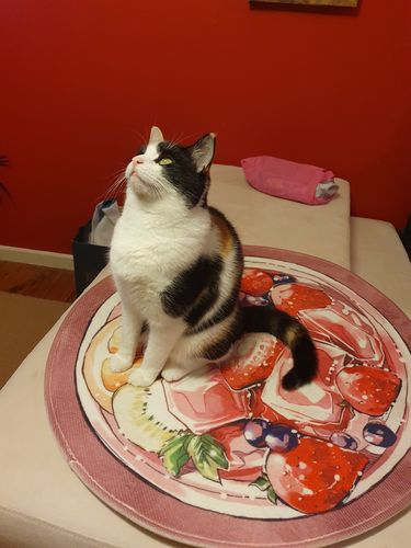 Customer photo review of NIANGAO® Cartoon Pet Mat