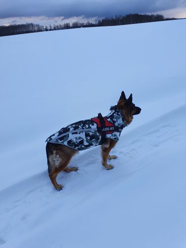 Customer photo review of Pfotenlove - Premium Hundewintermantel - Design Yellow Edition