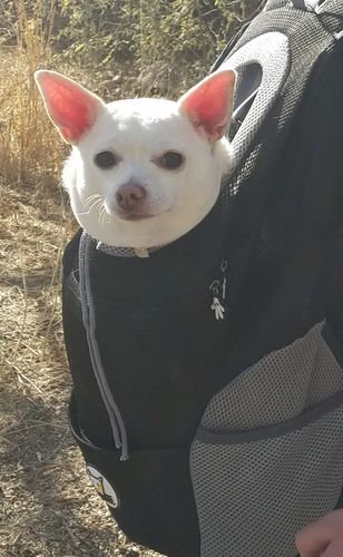 Stacey C. review of miiBuddy Dog Backpack +Lifetime Warranty