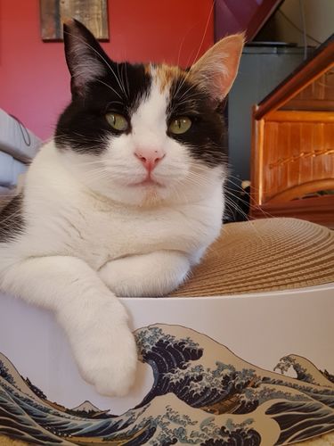 Customer photo review of ZEZE® Surfing Cat Scratcher