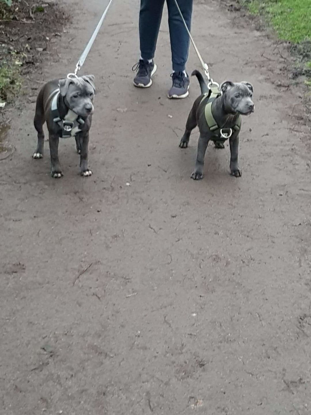 Customer photo review of Nylon Snap Hook Lead | Series 2 - Metal Grey