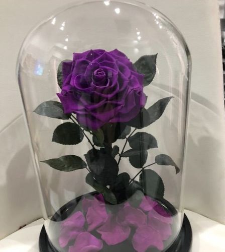 Customer photo review of Midnight Blue Lasting Belle