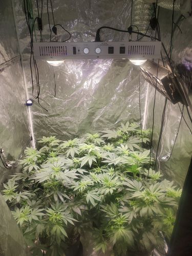 Customer photo review of Optic 4XL NextGen 500W Dimmable COB LED Grow Light (UV/IR) 3500k COBs 120 Degree Lenses
