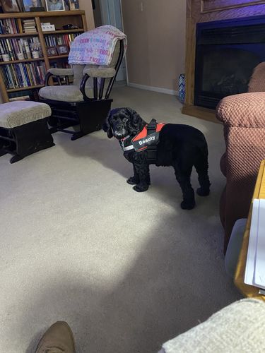 Customer photo review of Lifetime Warranty Personalized NO PULL Dog Harness (FREE Shipping)