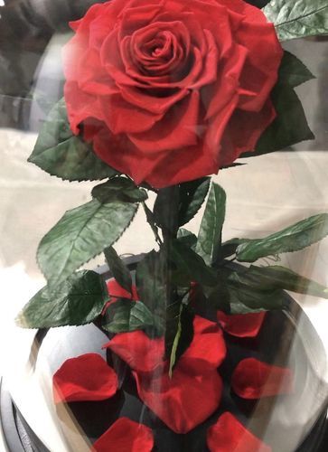 Customer photo review of Red Lasting Belle