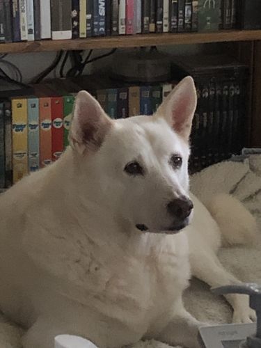 Customer photo review of [GLOBAL] SOOMLAB MASK