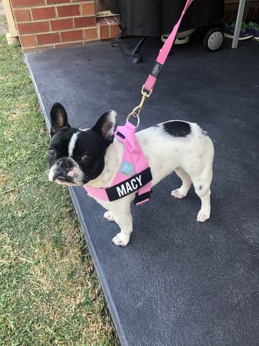 Customer photo review of Custom Name Patch For Dog Harness