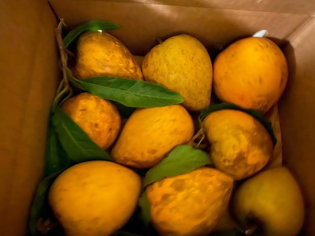 Customer photo review of Eggfruit (Canistel) Box