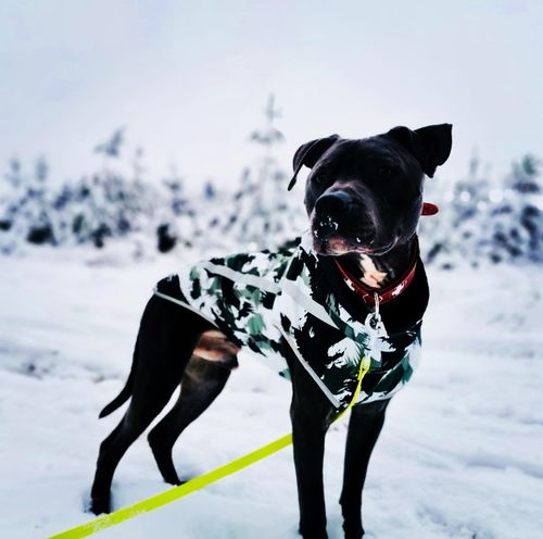 Customer photo review of Pfotenlove - Premium Hundewintermantel - Design Yellow Edition
