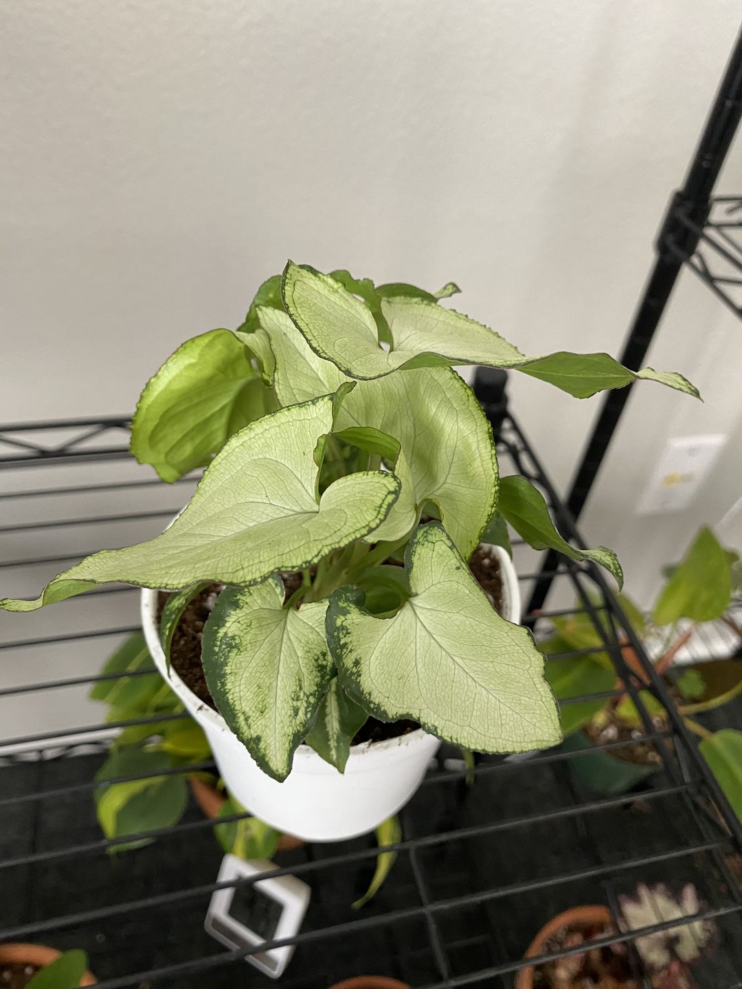 Customer photo review of 4" Syngonium Holly M