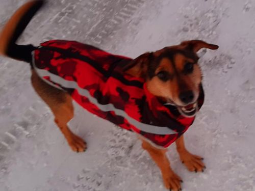 Customer photo review of Pfotenlove - Premium Hundewintermantel - Design Yellow Edition