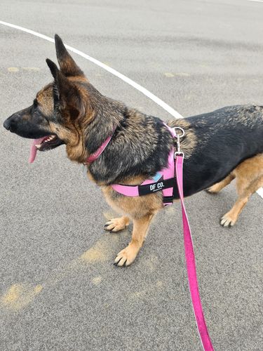 Customer photo review of DF Co. Pink Dog Harness