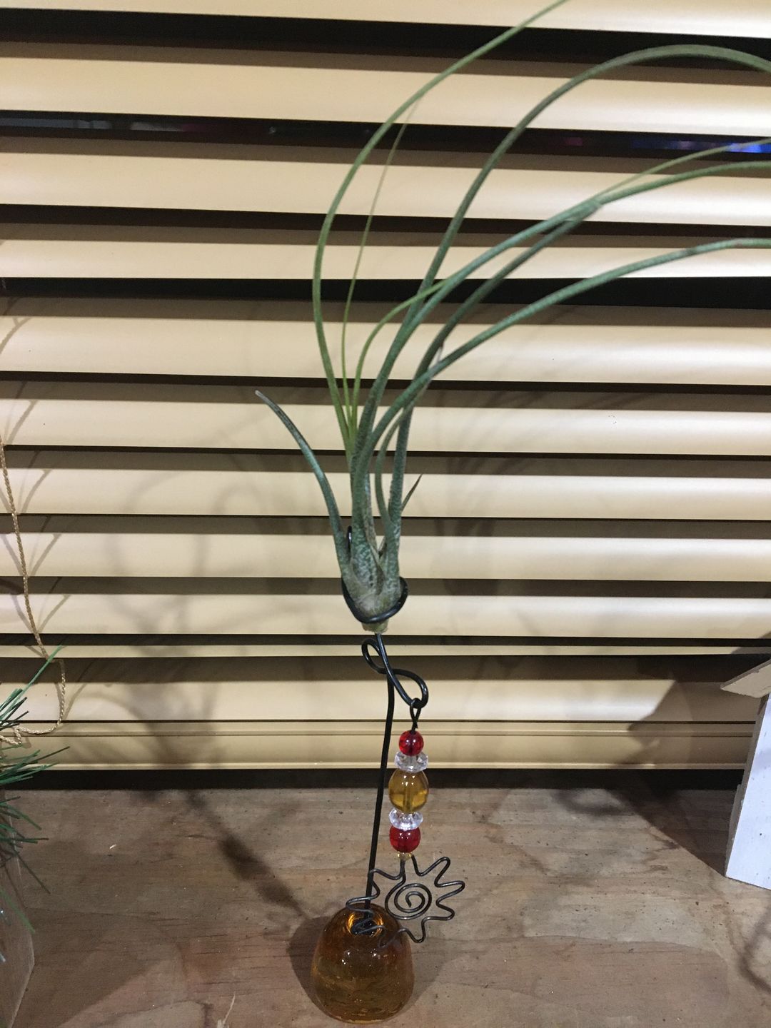 Customer photo review of Wholesale Ionantha Guatemala Medium  (Minimum Order 10)