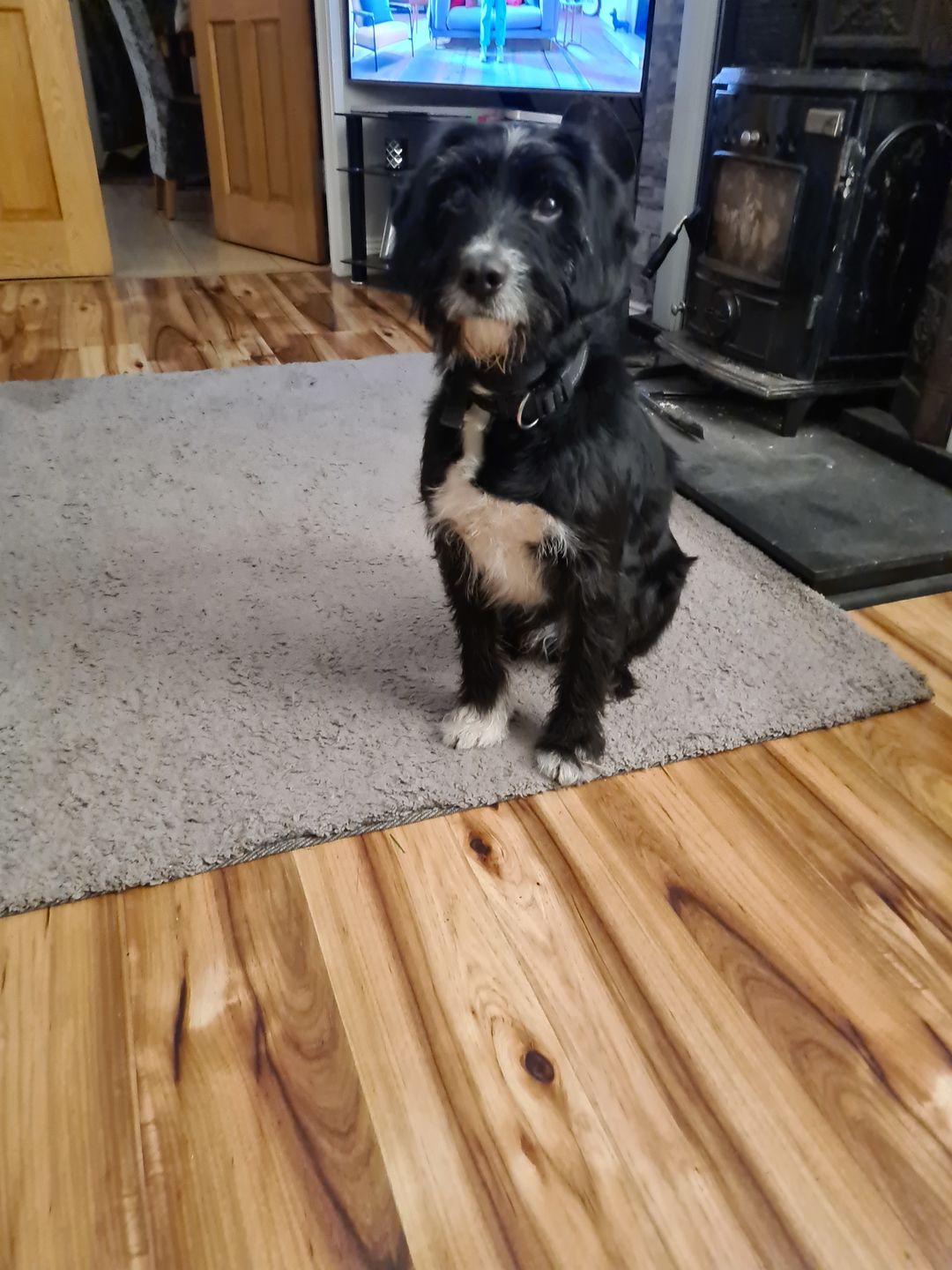 Customer photo review of Anti Bark Training Collar