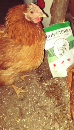 Customer photo review of GrubTerra Dried Larvae