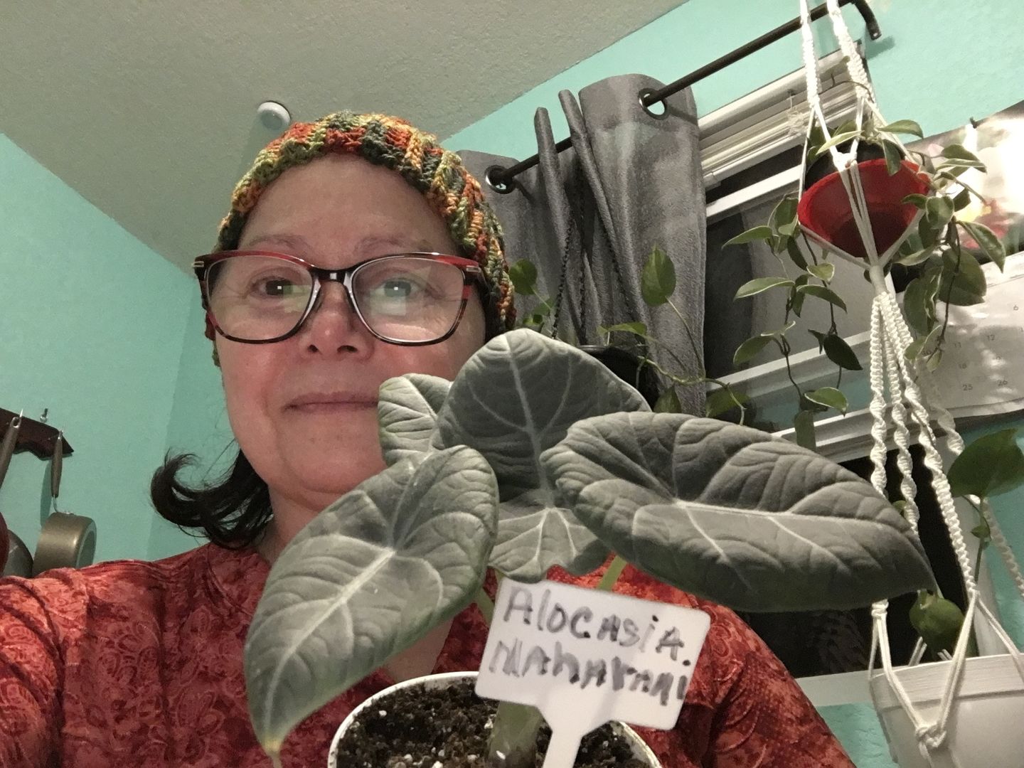 Customer photo review of 4" Alocasia Maharani