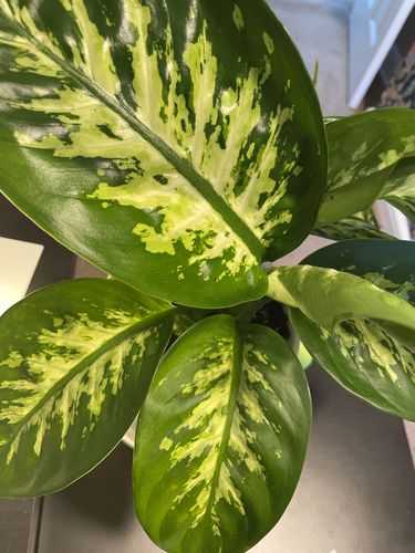 Customer photo review of Medium Dieffenbachia 'Tropic Snow'