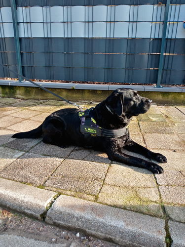 Customer photo review of Pfotenlove - Personalisiertes Sicherheitsgeschirr – Premium Ausgabe