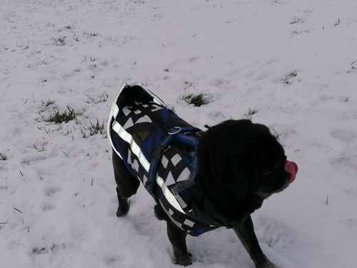 Customer photo review of Pfotenlove - Premium Hundewintermantel - Design Yellow Edition