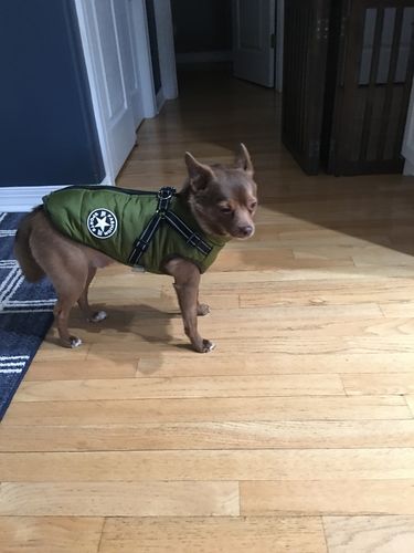 Customer photo review of Petyfy ™ Waterproof Jacket (Lifetime Warranty)