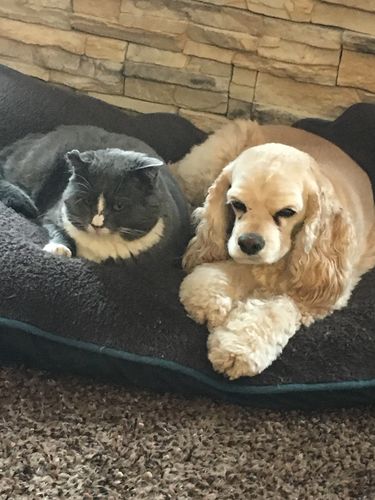 Customer photo review of Pup Wax Original Dog Nose and Paw Balm