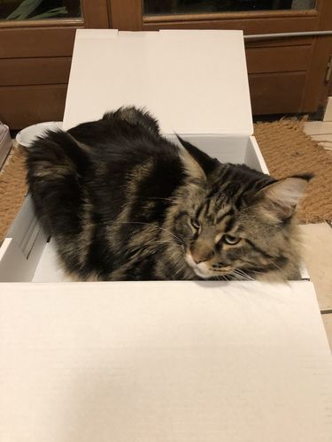Avis photo d'un client sur Pâtée Chat Entier Sans Céréales - Boeuf