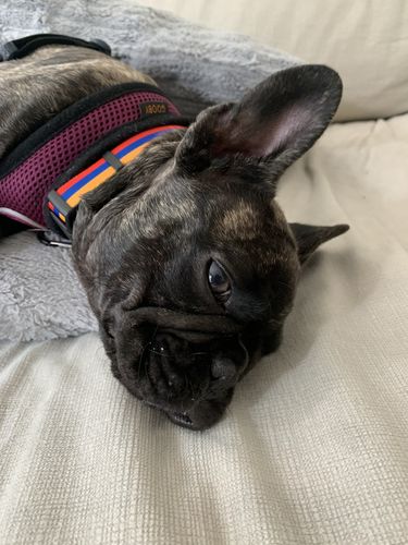Customer photo review of Armenia Flag Dog Collar | Great For National Holidays, Festivals, Parades
