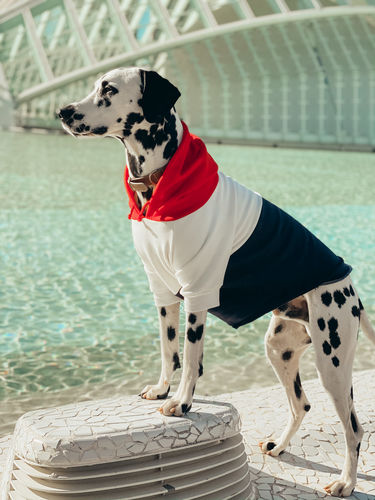 Customer photo review of Red, White, Navy Dog Hoodie