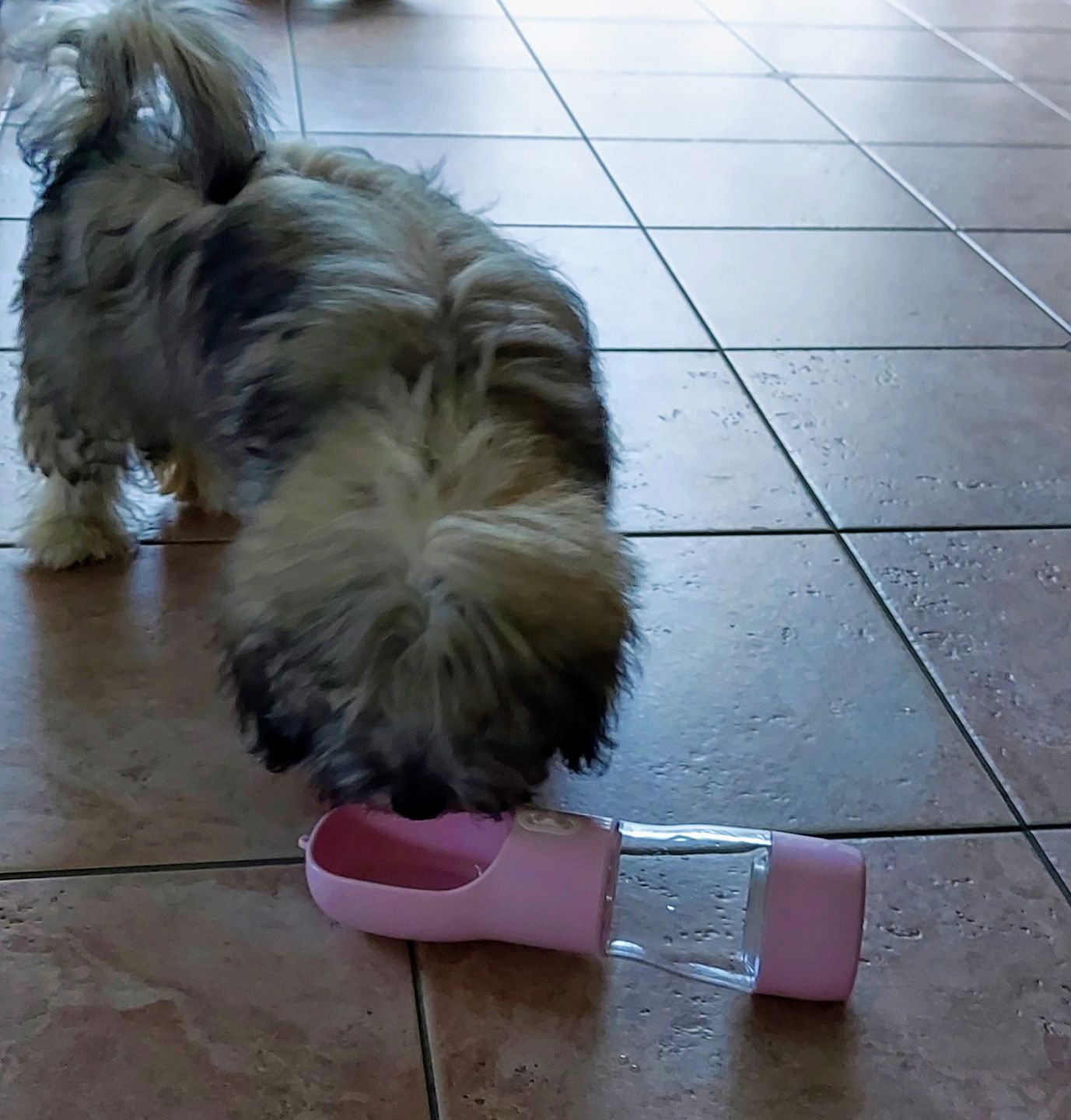 Customer photo review of Hunde Trinkflasche inkl. Futterbehälter