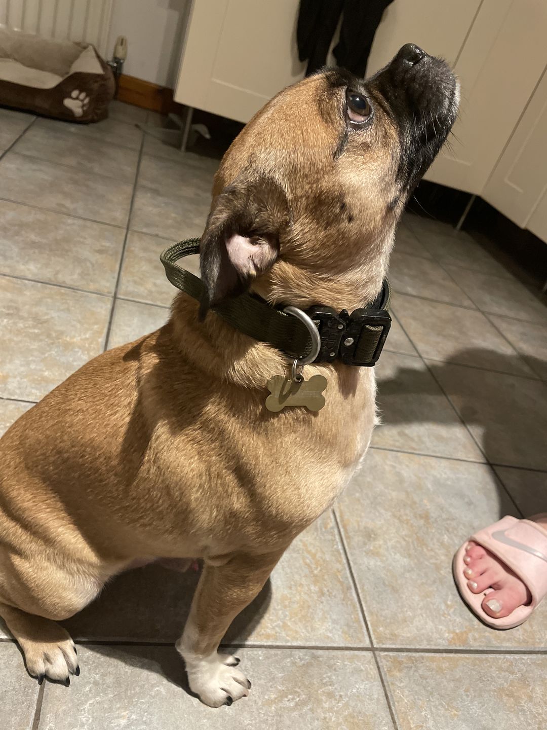 Customer photo review of 2.5cm Combat® Collar | With Handle & Rated Clip - Khaki v2.0