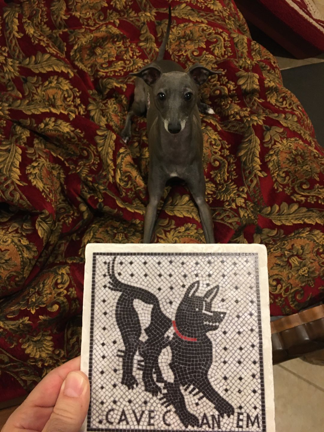 Customer photo review of Cave Canem mosaico di Pompei - mattonella in marmo