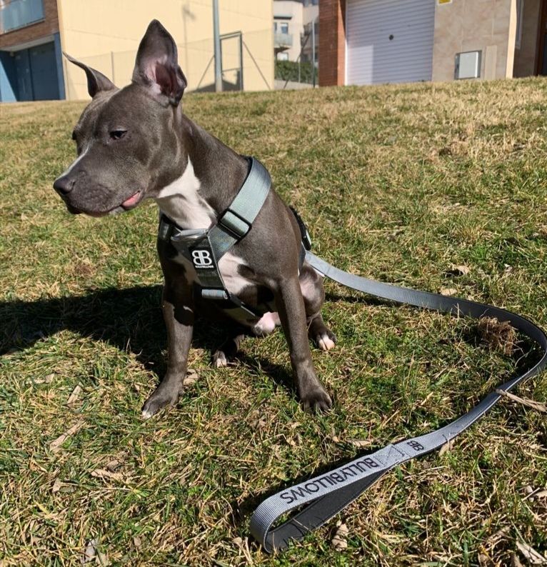 Customer photo review of Nylon Snap Hook Lead | Series 2 - Metal Grey