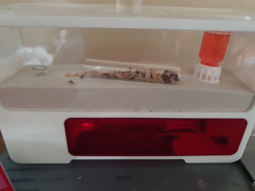 Customer photo review of AntKit AntHome Test Tube Formicarium