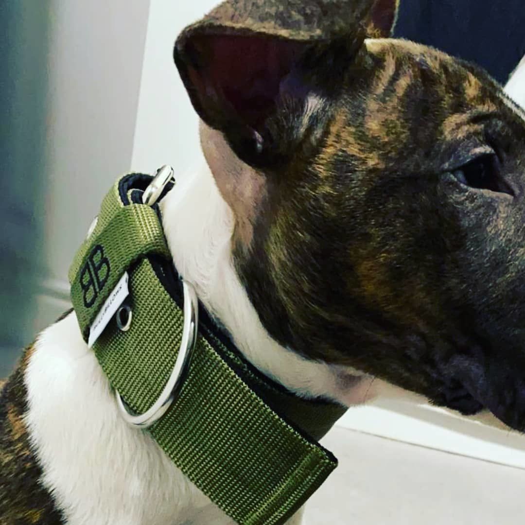Customer photo review of 5cm Nylon Dog Collar - Khaki v2.0