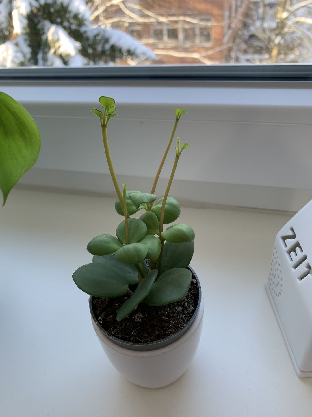 Customer photo review of PEPEROMIA HOPE