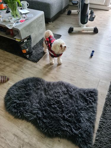 Customer photo review of Pfotenlove - Premium Hundewintermantel - Design Yellow Edition