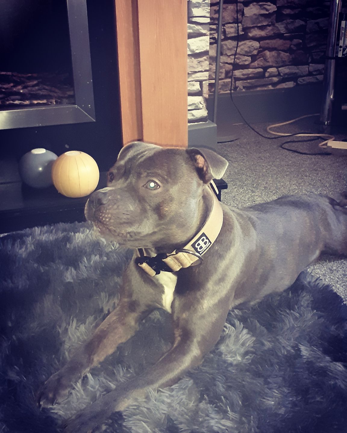 Customer photo review of 4cm Combat® Collar | Rated Clip - NO HANDLE - Military Tan v2.0