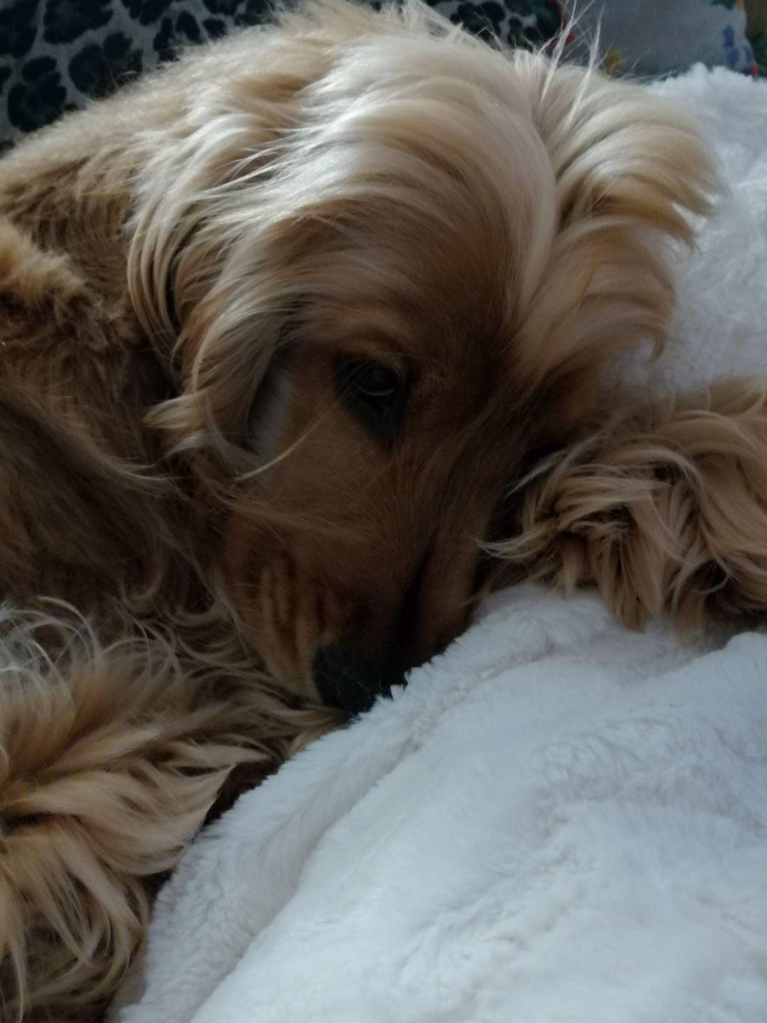 Customer photo review of Peigne de Toilettage Professionnel PuppySafe™