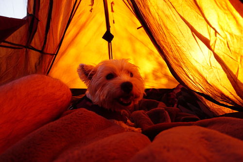 Customer photo review of Custom Pet Phone Case