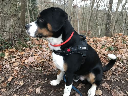 Customer photo review of Pfotenlove - Anti-Zug Personalisiertes Hundegeschirr – Premium Edition