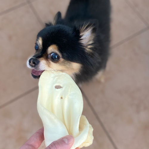 Customer photo review of Cow Ears