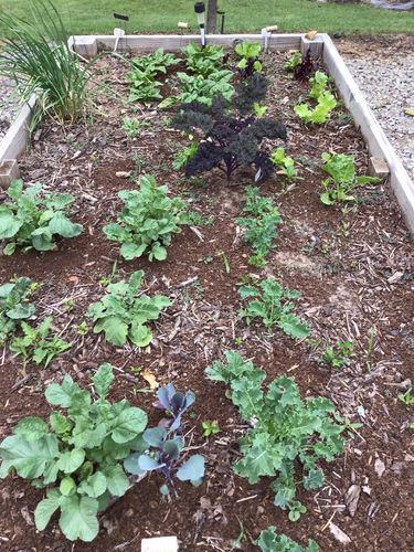 Customer photo review of 16,500 Heirloom Vegetable Seeds 40 Variety Kit with FREE SHIPPING